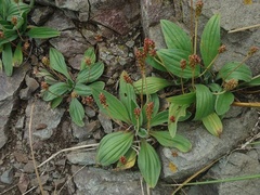 Plantago camtschatica