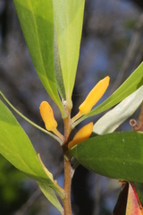Persoonia lanceolata