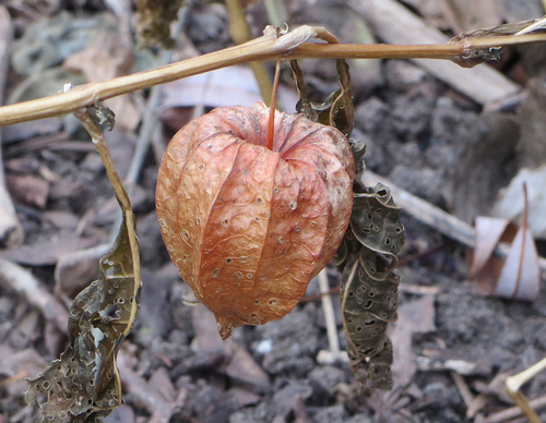 Alkekengi officinarum