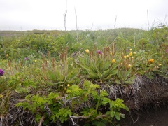 Plantago camtschatica