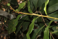 Alpinia arundelliana