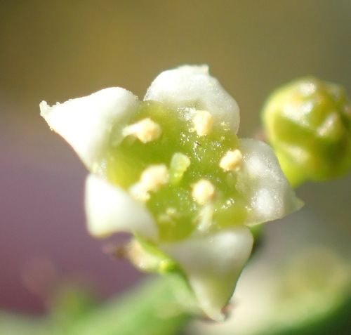 Image of Thesium galioides by (c) Nicola van Berkel, some rights reserved (CC BY-SA)