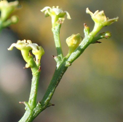 Image of Thesium galioides by (c) Nicola van Berkel, some rights reserved (CC BY-SA)