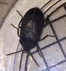 Penthe pimelia