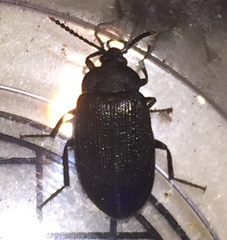 Penthe pimelia