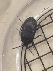Penthe pimelia