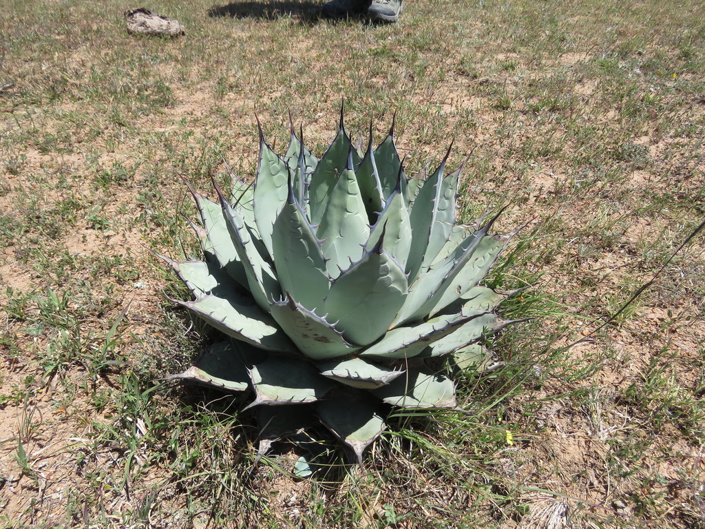 Agave villalobosii