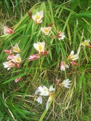 Sparaxis grandiflora