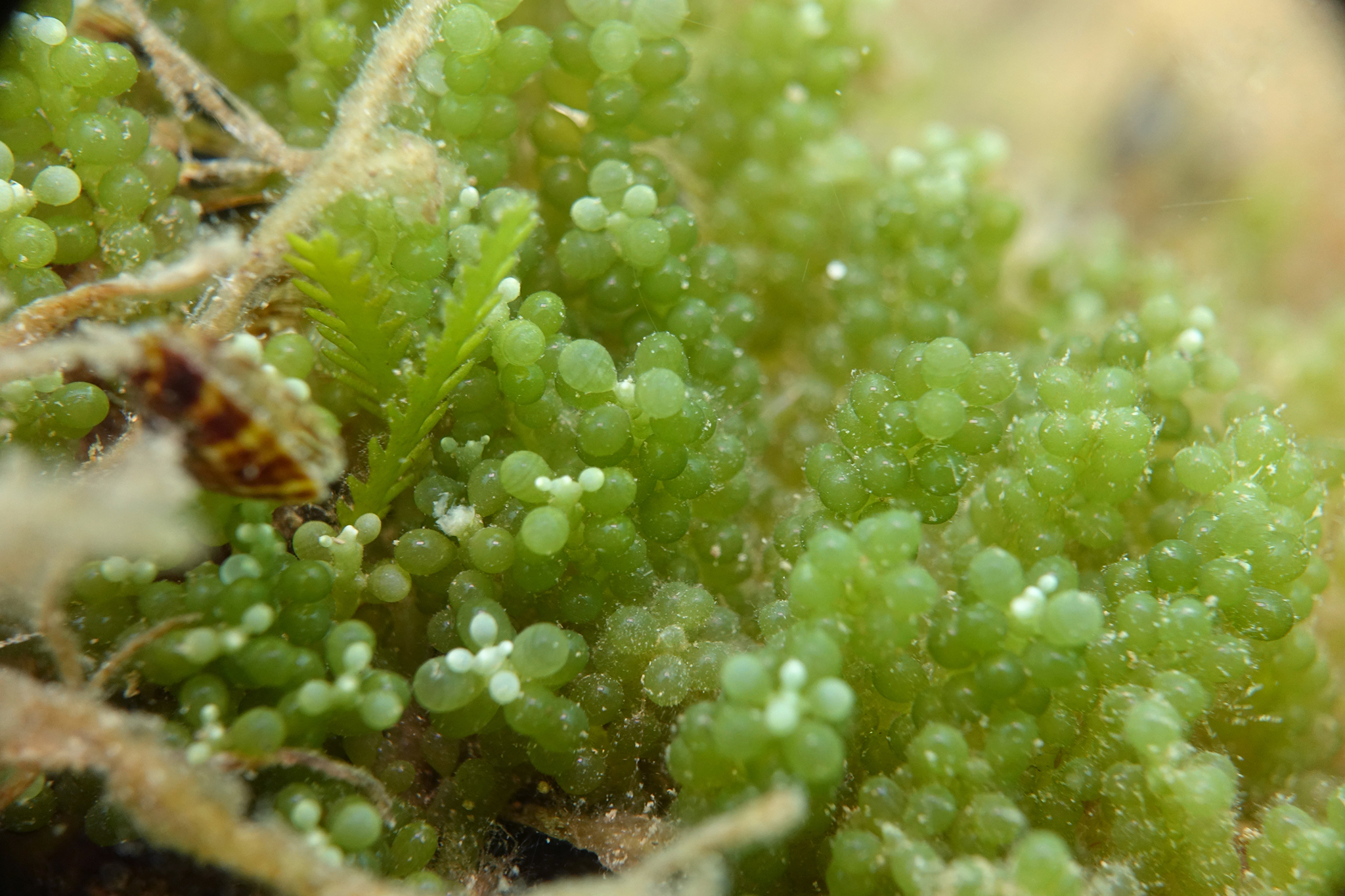 Caulerpa sedoides