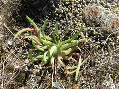 Phemeranthus napiformis