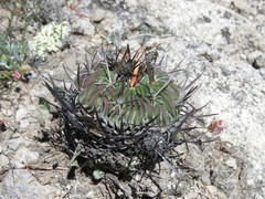 Echinofossulocactus pentacanthus