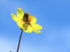 Copestylum macrocephalum