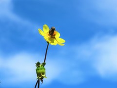 Copestylum macrocephalum