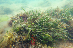 Caulerpa simpliciuscula