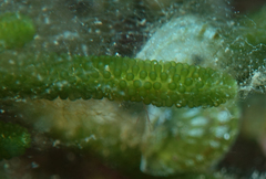 Caulerpa simpliciuscula