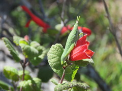 Sphenacris crassicornis