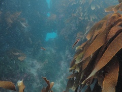 Forsterygion maryannae