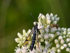 Synanthedon exitiosa