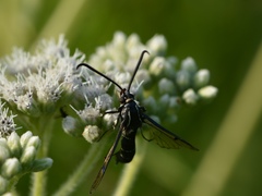 Synanthedon exitiosa