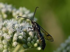 Synanthedon exitiosa