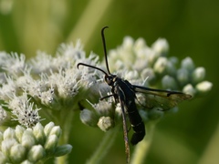 Synanthedon exitiosa