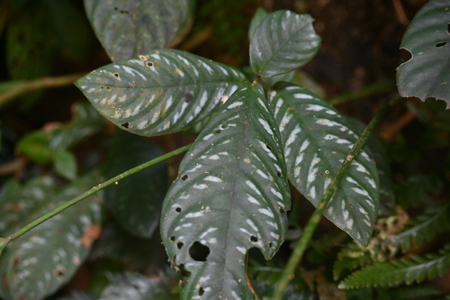 Cremospermopsis parviflora