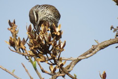 Campylorhynchus jocosus