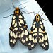 Aglaomorpha histrio - Photo (c) 江国彬, some rights reserved (CC BY-NC), uploaded by 江国彬