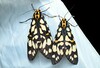 Aglaomorpha histrio - Photo (c) 江国彬, some rights reserved (CC BY-NC), uploaded by 江国彬