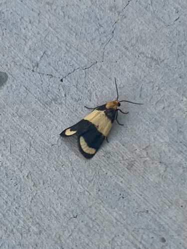 Arid Eudesmia Moth photo 4