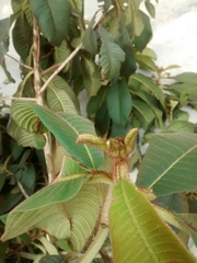 Actinidiaceae