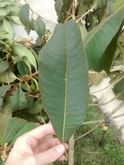 Actinidiaceae