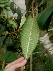 Actinidiaceae