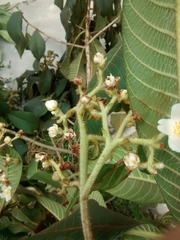 Actinidiaceae