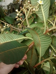 Actinidiaceae