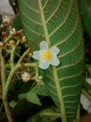 Actinidiaceae
