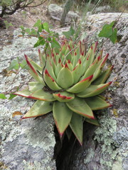 Echeveria agavoides