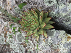 Echeveria agavoides