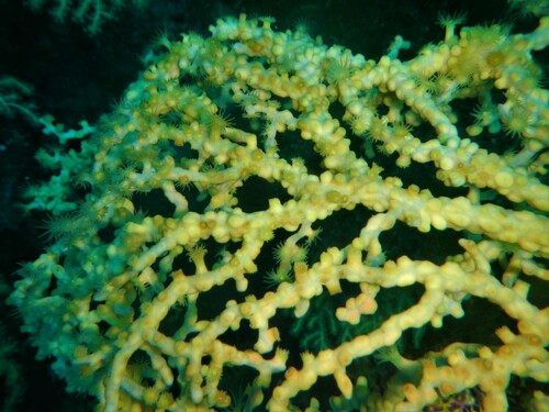 Photo of Gold coral (Savalia savaglia)