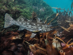 Aplodactylus arctidens
