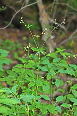 Sanicula chinensis