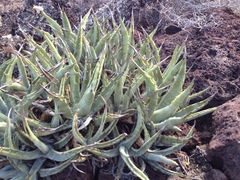 Agave cerulata