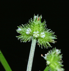 Sanicula chinensis