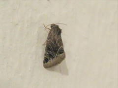 Plagiomimicus laverna