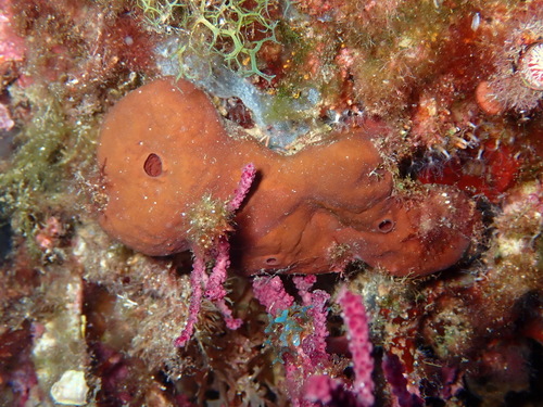 Photo of Stone sponge (Petrosia ficiformis)