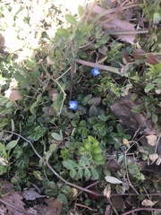 Veronica persica