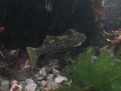 Aplodactylus arctidens