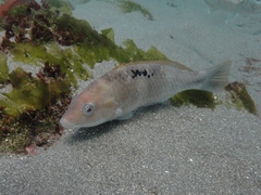 Notolabrus celidotus