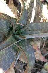 Aloe davyana, photograph Peter Warren, CC0, iNaturalist via GBIF