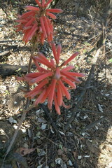 Aloe davyana, photograph Peter Warren, CC0, iNaturalist via GBIF